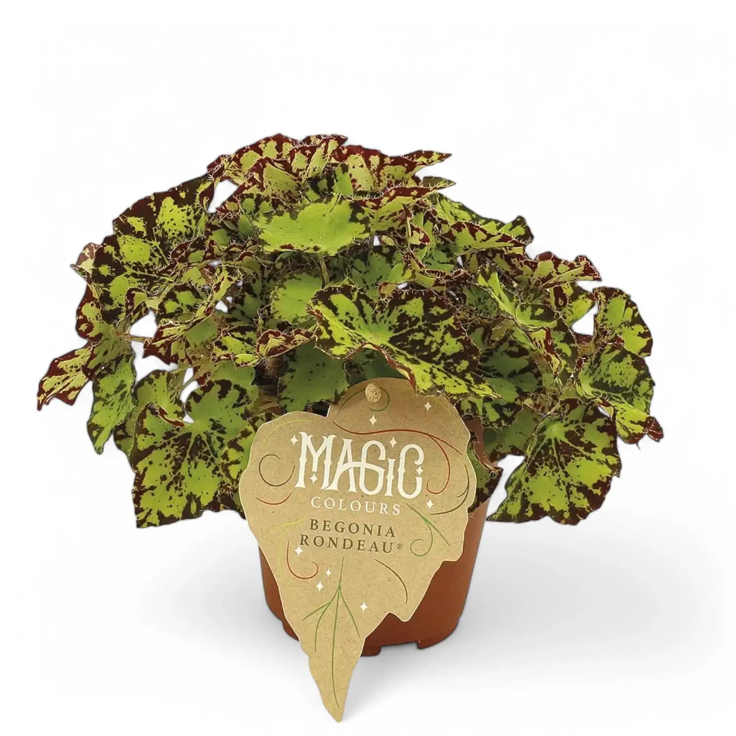 Begonia rex 'Rondeau' potted plant in nursery pot on white background.
