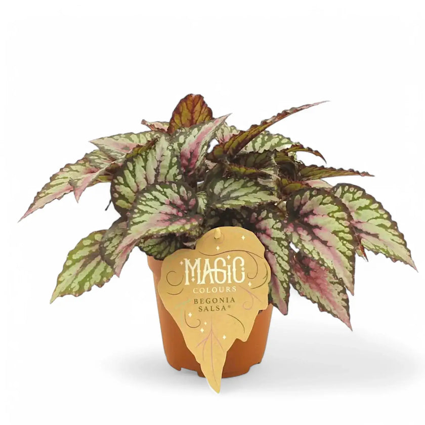 Begonia rex 'Salsa' potted plant in nursery pot on white background.