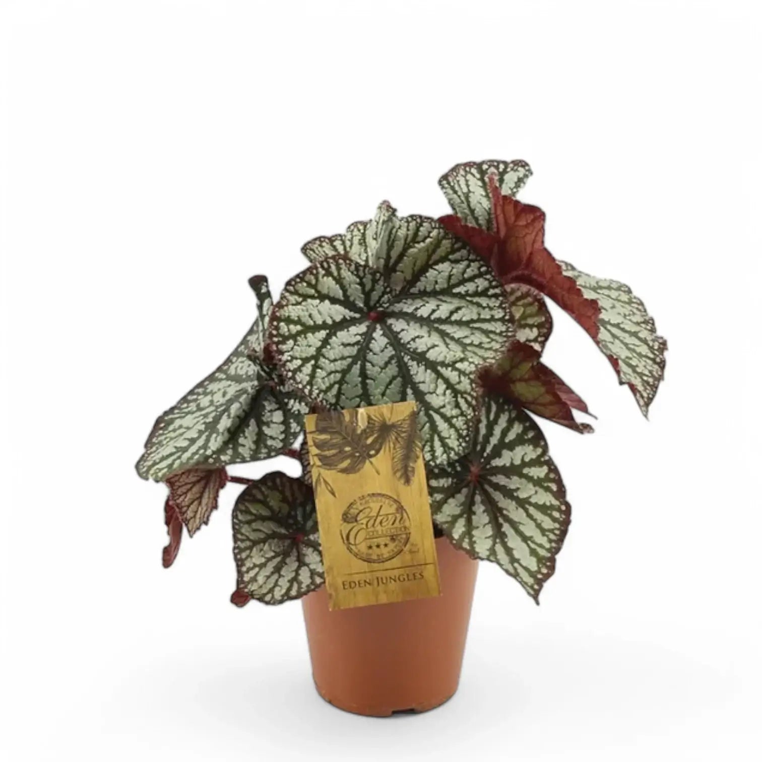 Begonia rex 'Spiralis' potted plant in nursery pot on white background.
