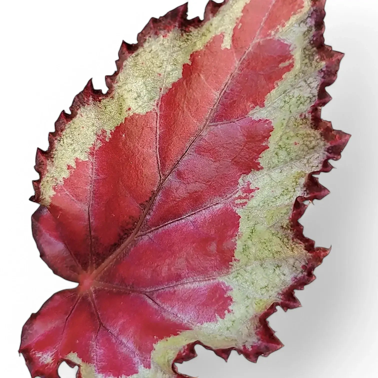 Begonia rex 'Spitfire' leaf detail on white background.