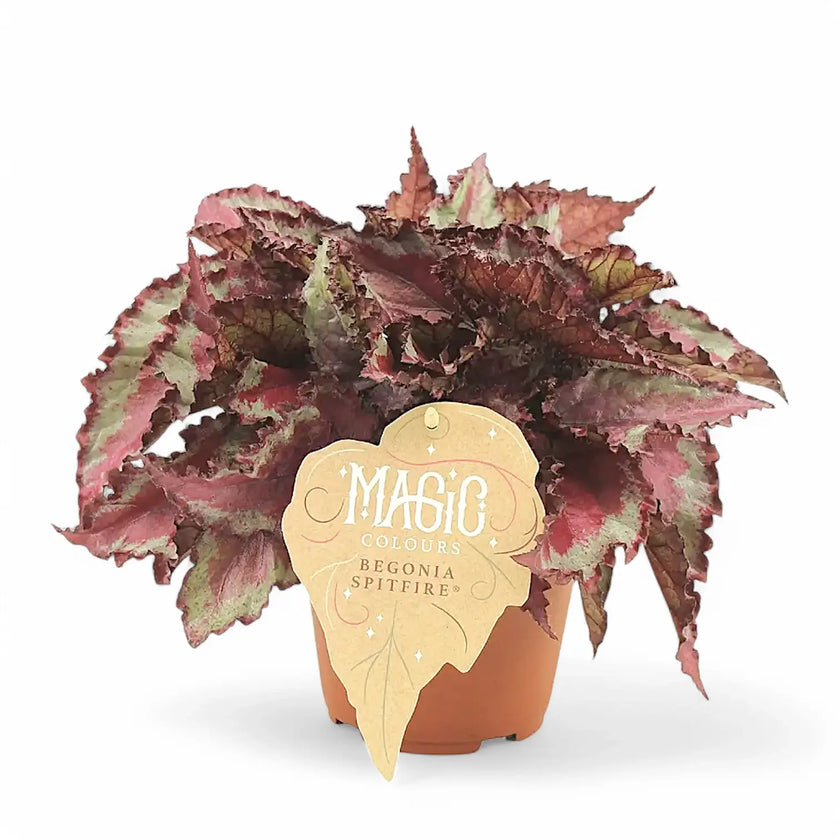 Begonia rex 'Spitfire' potted plant in nursery pot on white background.