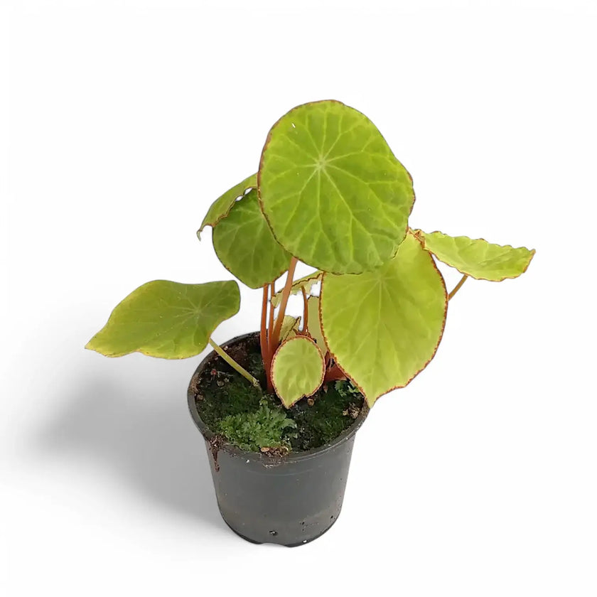 Begonia scapigera potted plant in nursery pot on white background.