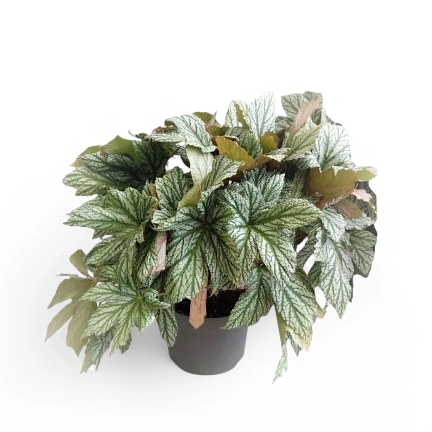 Begonia 'Silver Maples' potted plant in nursery pot on white background.