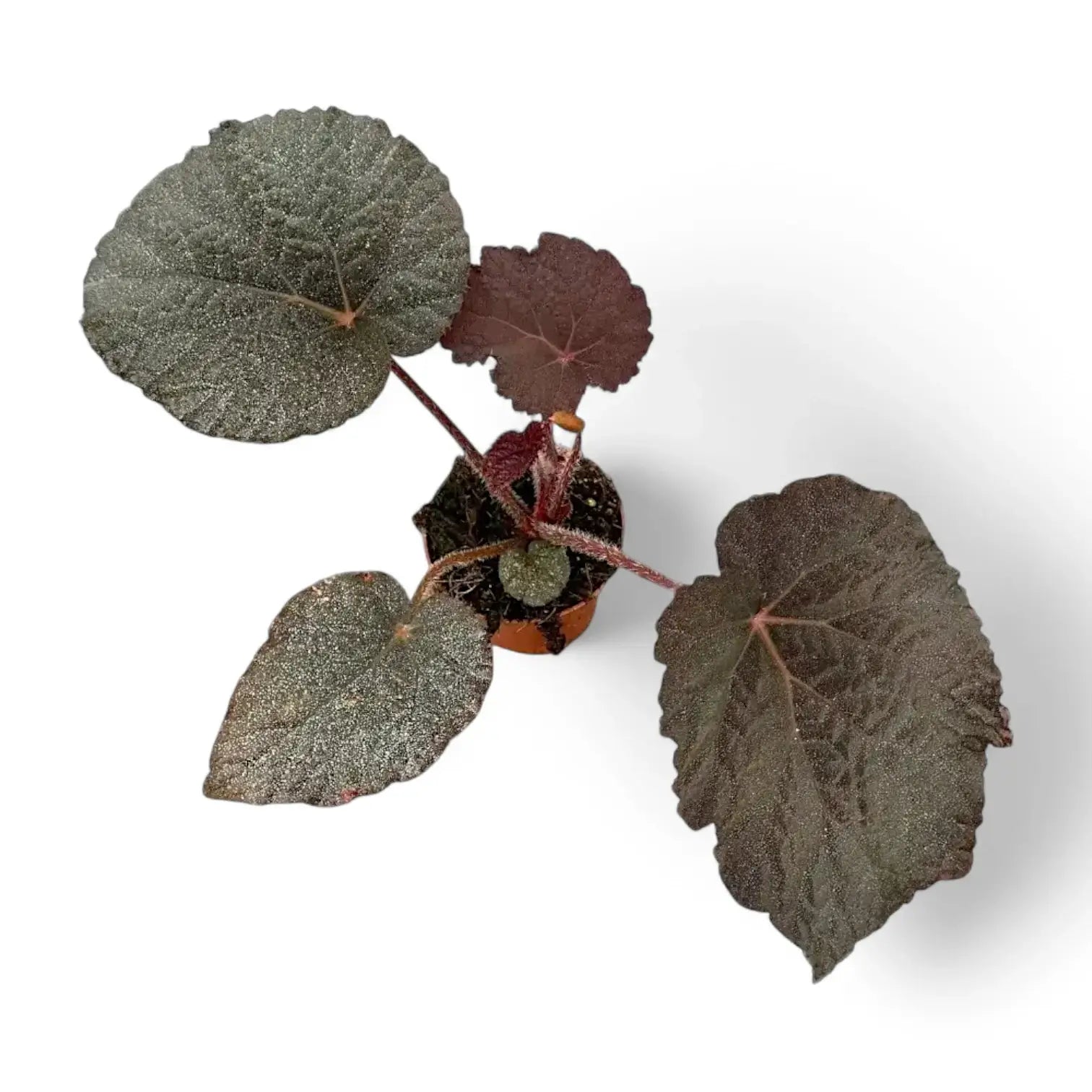 Begonia sp. U485 potted plant in nursery pot on white background.