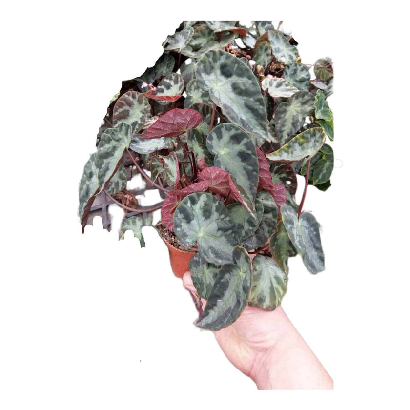 Begonia sp. U577 potted plant in nursery pot on white background.