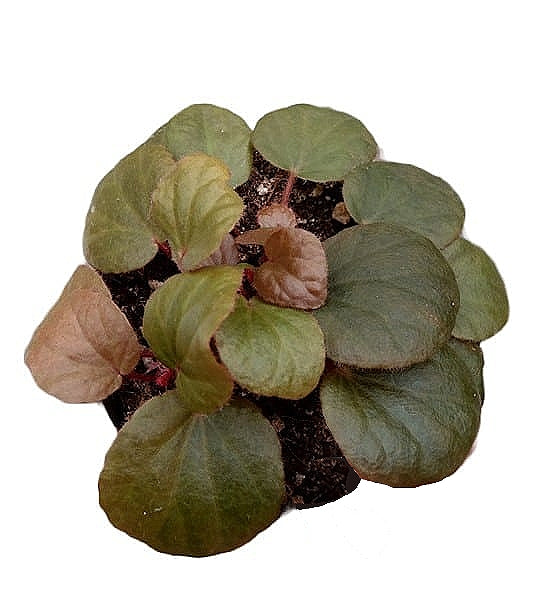 Begonia subnummularifolia potted plant in nursery pot on white background.