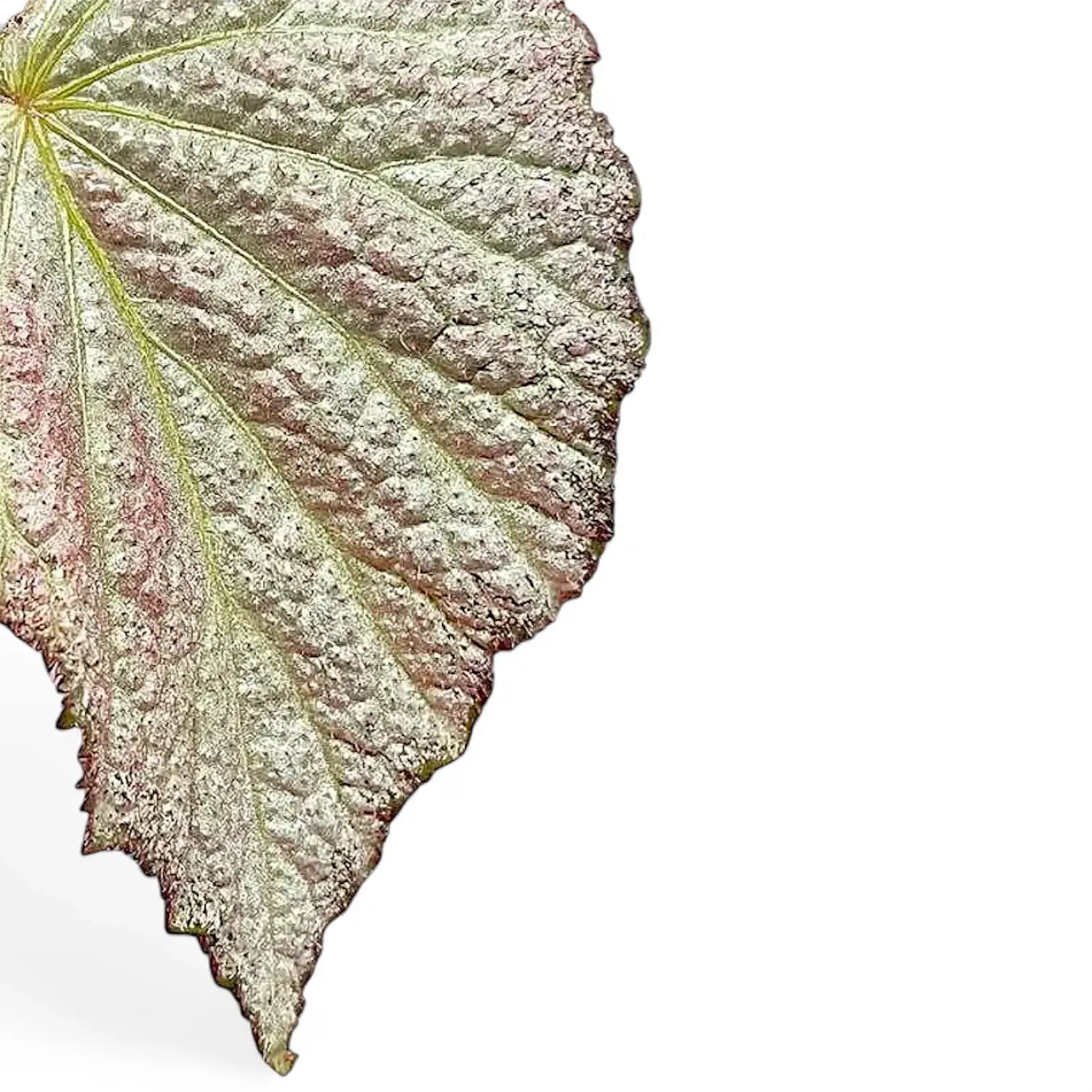 Begonia 'Two Face' close-up of leaf on white background.