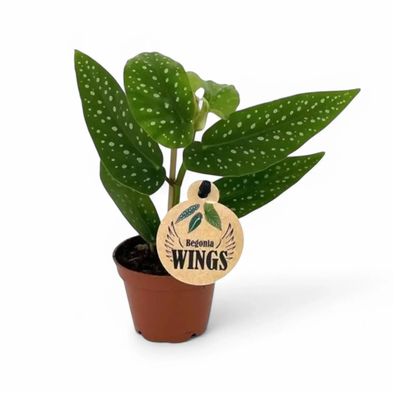 Begonia × albopicta potted plant in nursery pot on white background.
