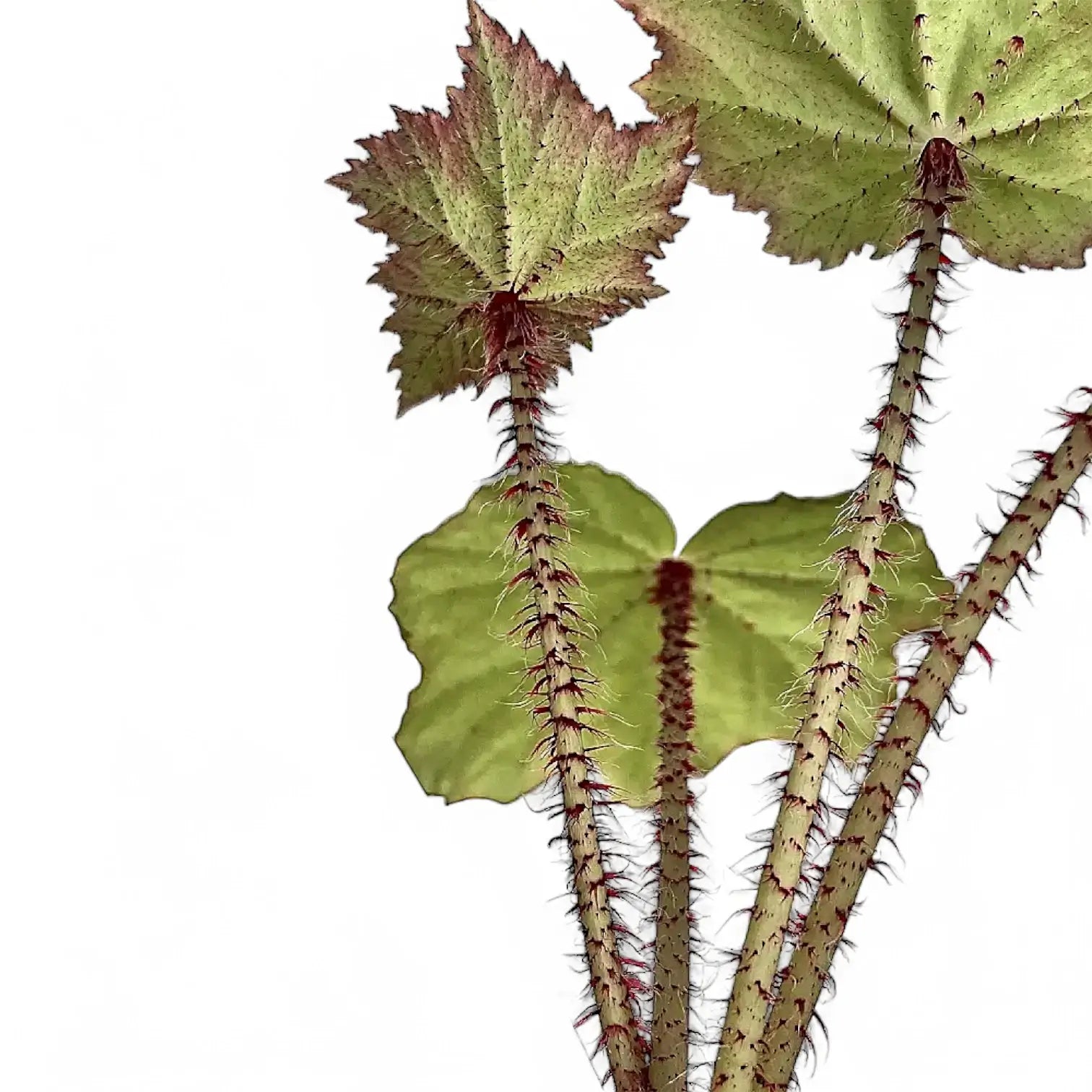 Begonia x ricinifolia ‘Immense’ leaf detail on white background.