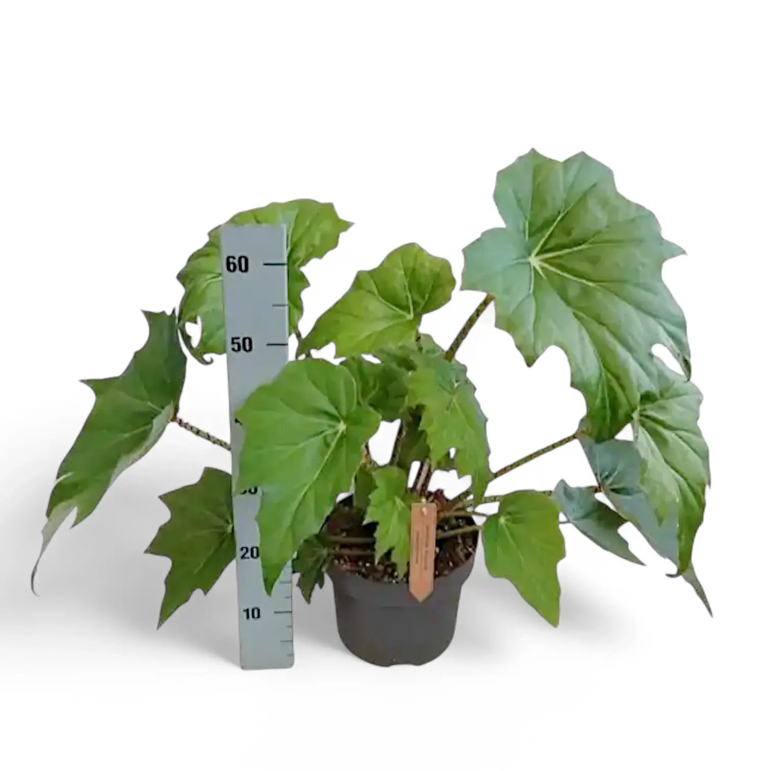 Begonia x ricinifolia ‘Immense’ potted plant in nursery pot on white background.