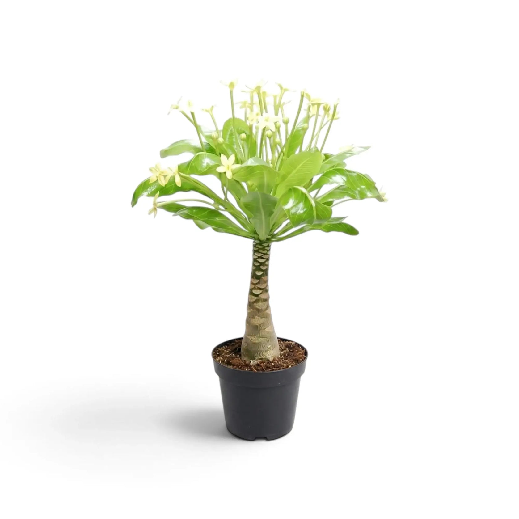 Blühende Brighamia insignis, die Hawaiipalme, im schwarzen Kulturtopf