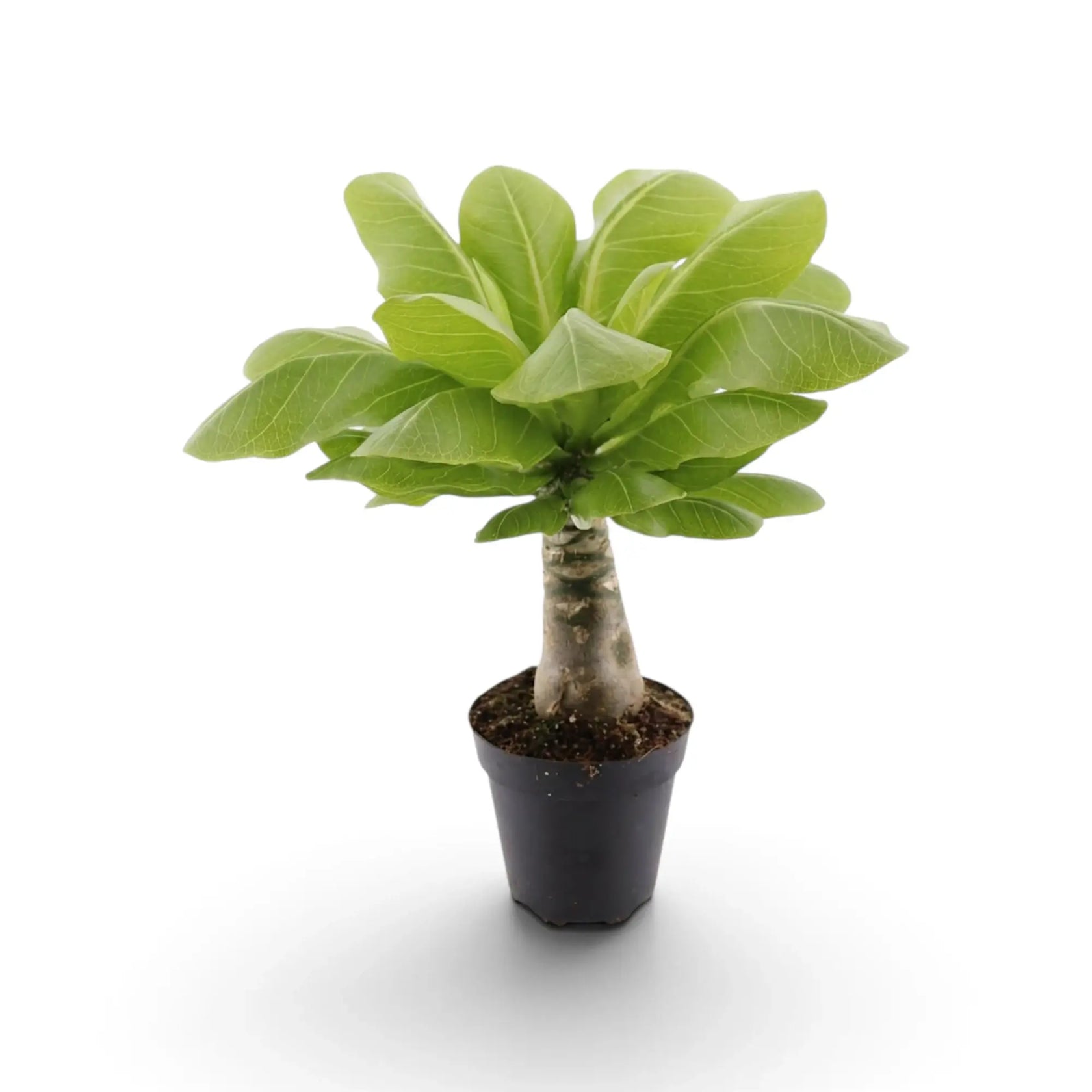 Brighamia insignis im Topf mit dichtem Blattschopf, von vorn