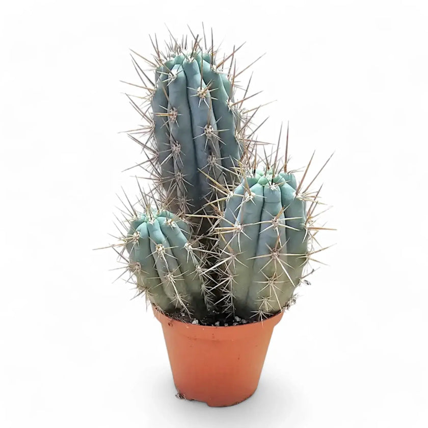 Browningia hertlingiana potted plant in nursery pot on white background.