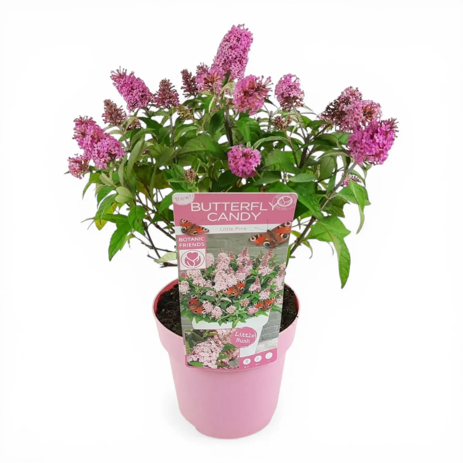 Buddleja davidii Butterfly Candy 'Little Pink' detail shot.