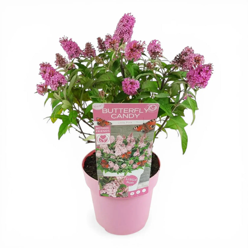 Buddleja davidii Butterfly Candy 'Little Pink' detail shot.