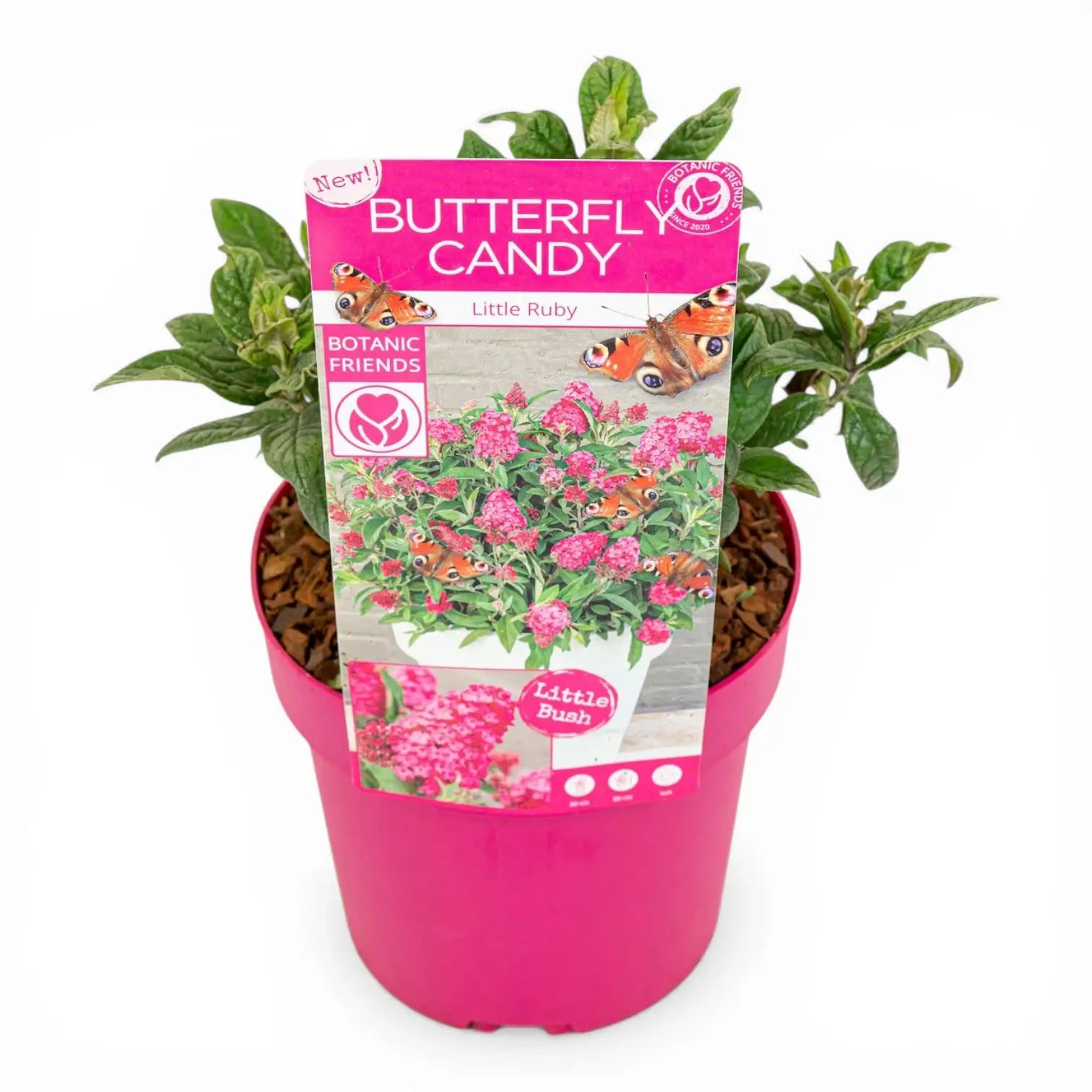 Buddleja davidii Butterfly Candy 'Little Ruby' – Detailaufnahme.