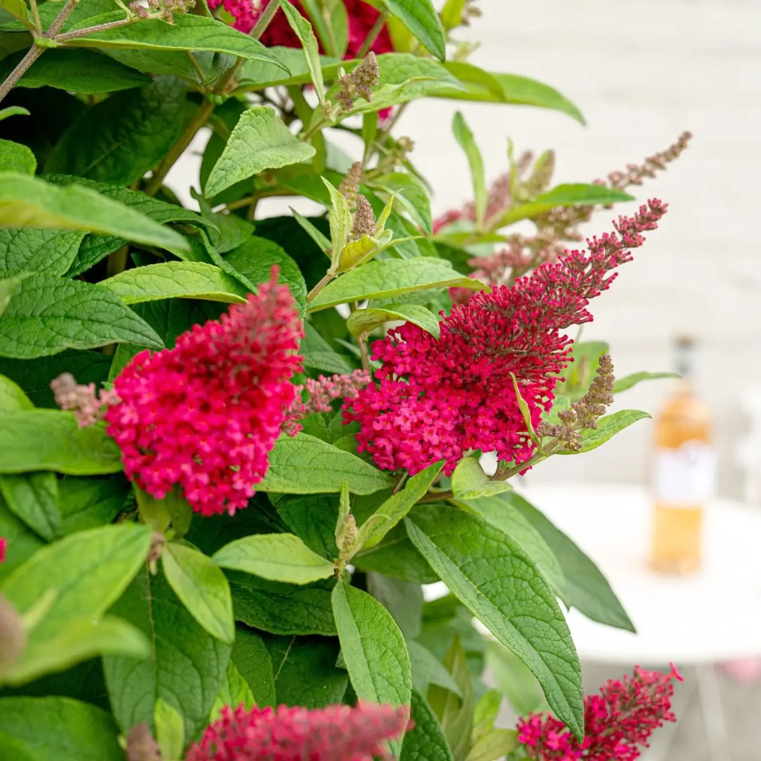Buddleja davidii Butterfly Candy 'Little Ruby' – Detailaufnahme der Pflanze.
