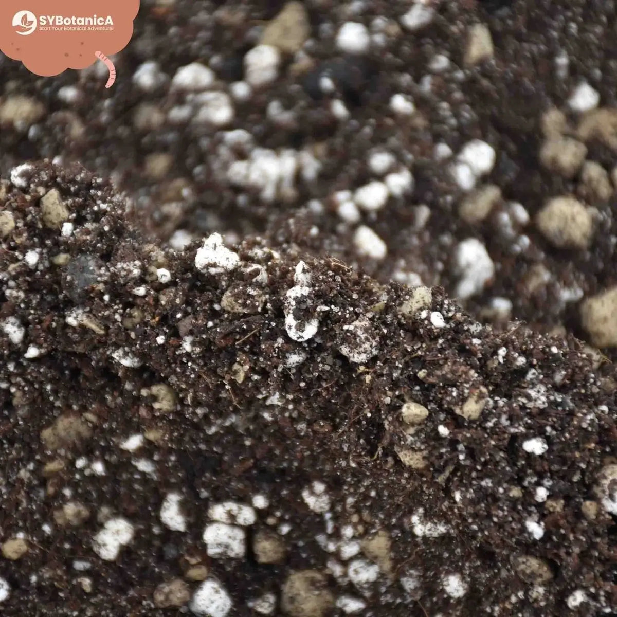 Kakteen- & Sukkulenten-Substratmischung auf weißem Hintergrund, Produktfoto 11.