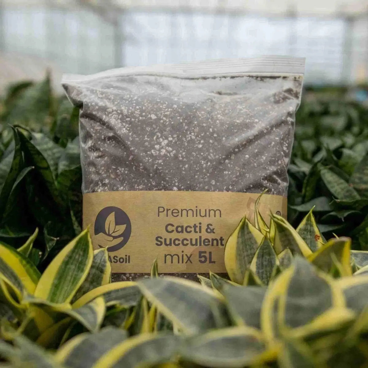 Kakteen- & Sukkulenten-Substratmischung auf weißem Hintergrund, Produktfoto 12.