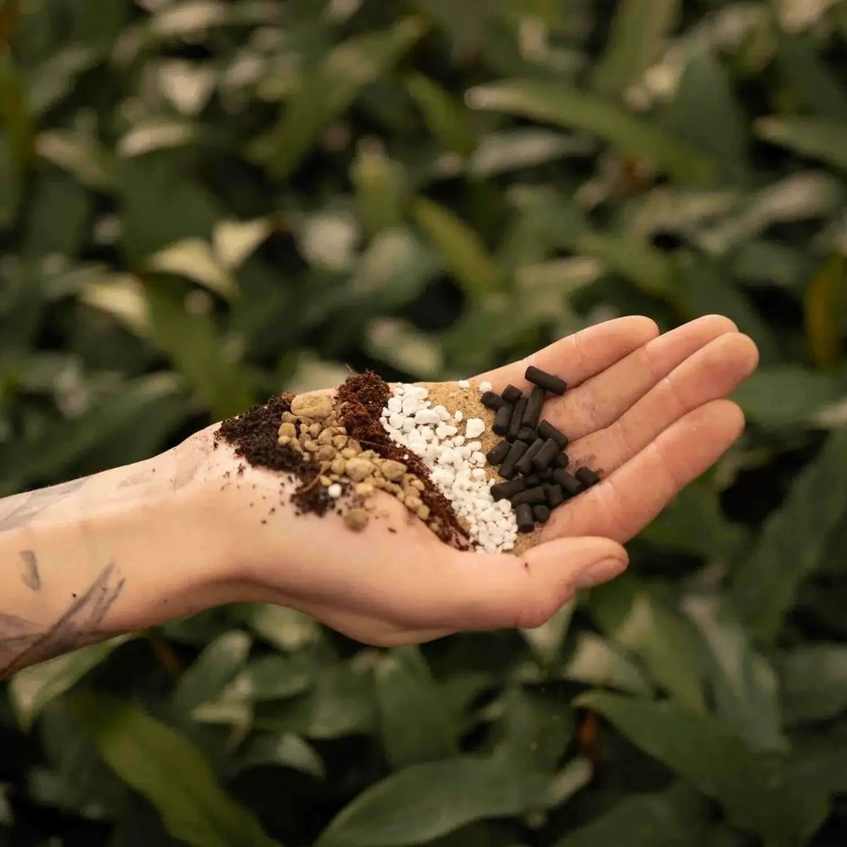 Kakteen- & Sukkulenten-Substratmischung auf weißem Hintergrund, Produktfoto 2.