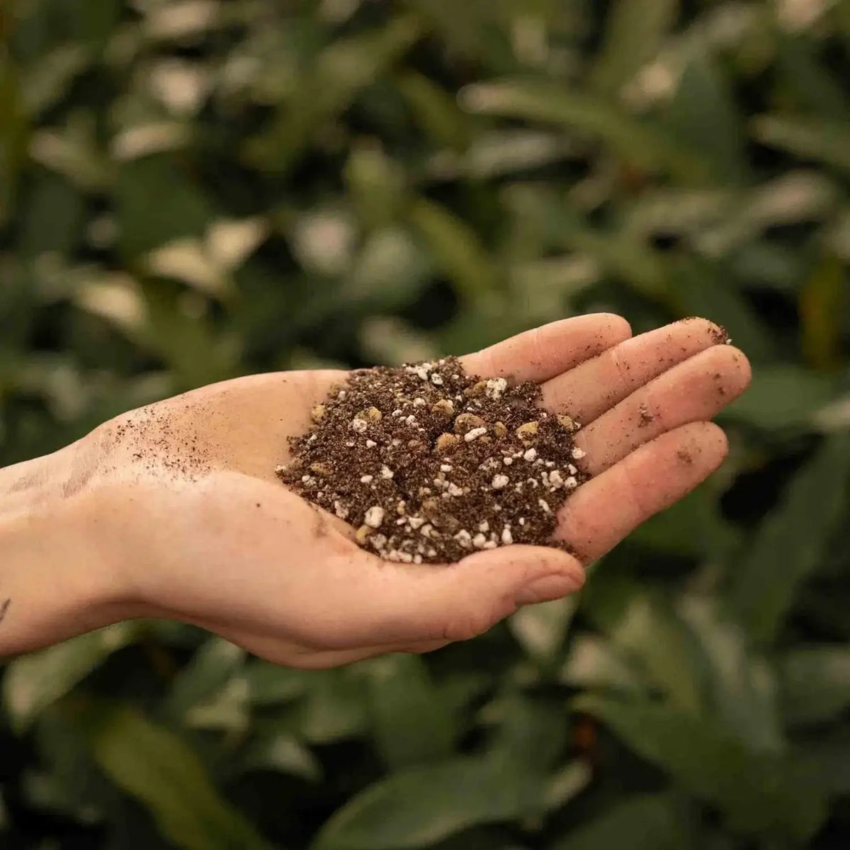 Kakteen- & Sukkulenten-Substratmischung auf weißem Hintergrund, Produktfoto 4.