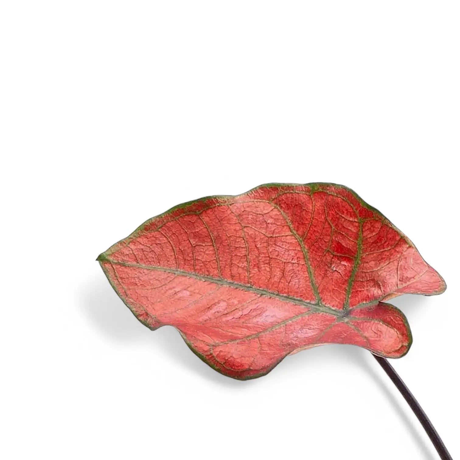 Caladium bicolor 'Valentina' leaf close-up on white background.