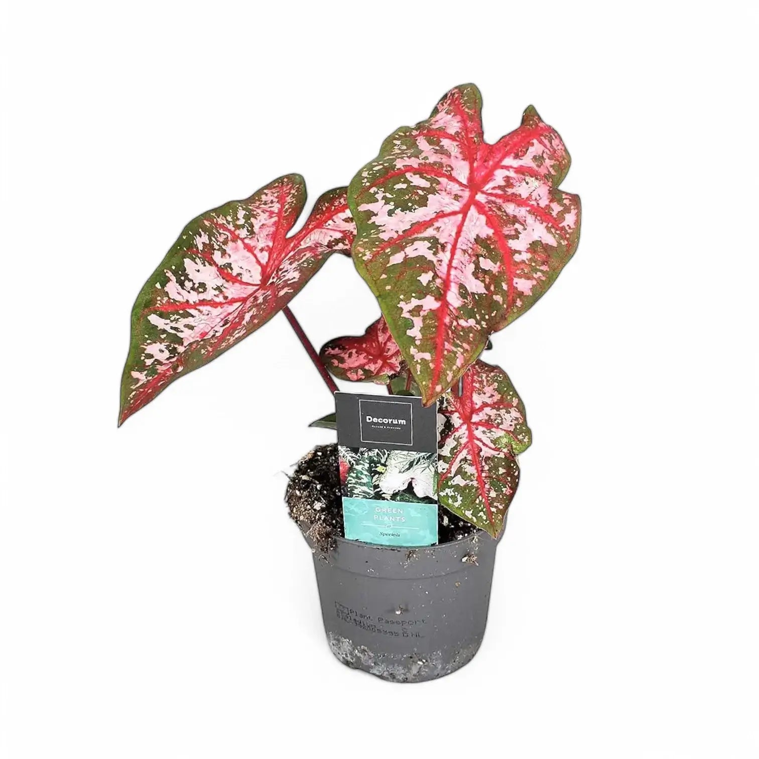 Caladium 'Carolyn Whorton' plant photo.