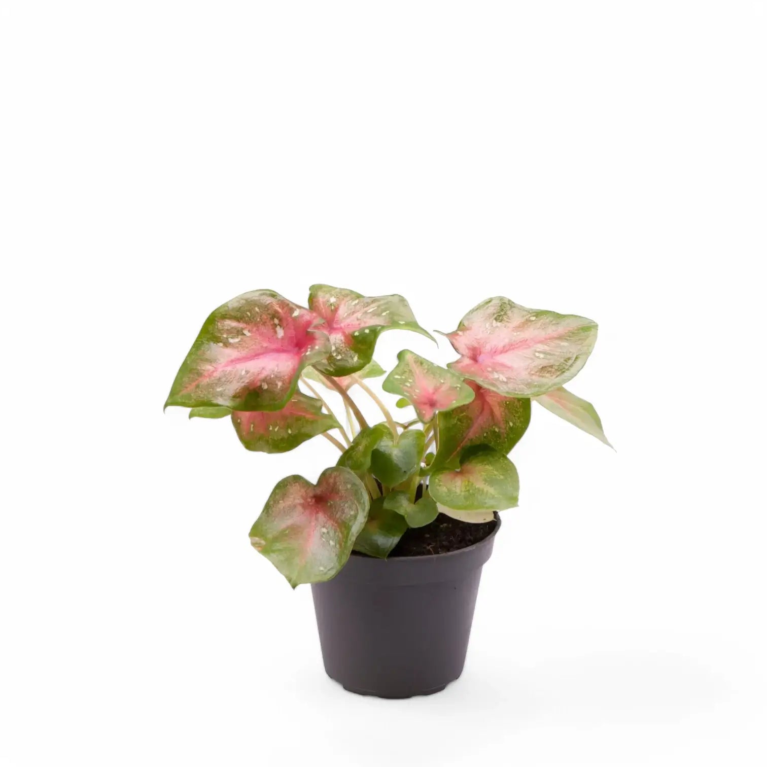 Caladium 'Casey' potted plant in nursery pot on white background.
