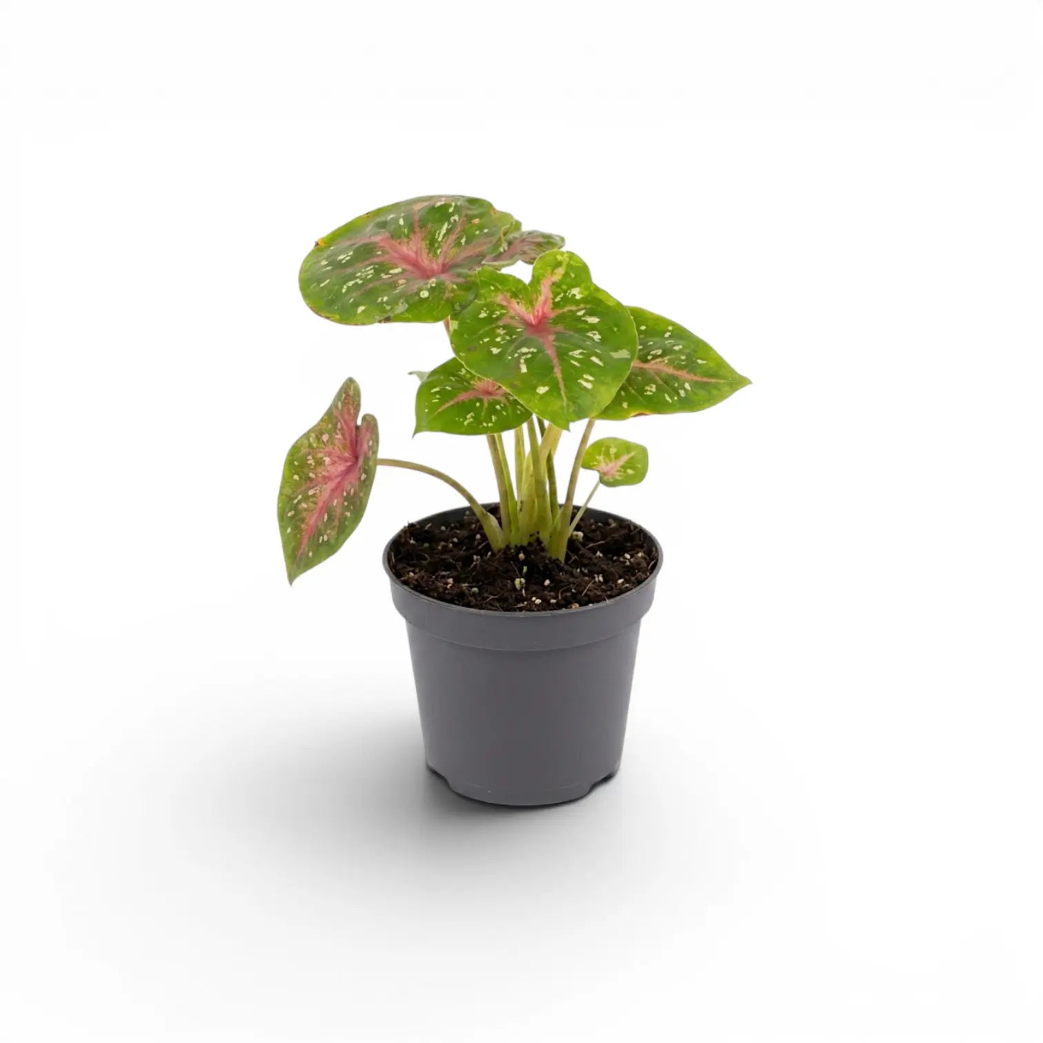 Caladium Casey als Jungpflanze mit herzförmigen Blättern im Kulturtopf.