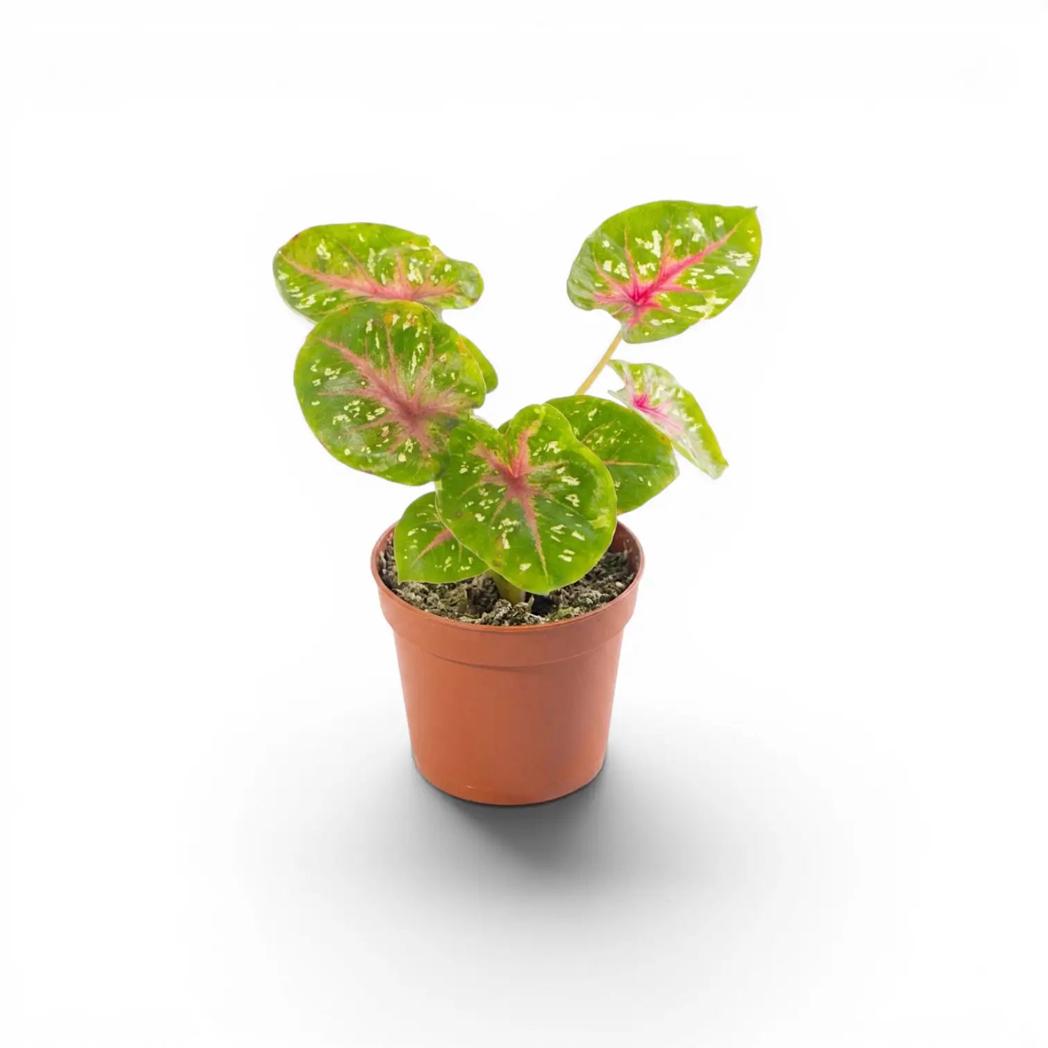 Caladium Casey als Jungpflanze mit herzförmigen Blättern im Kulturtopf.