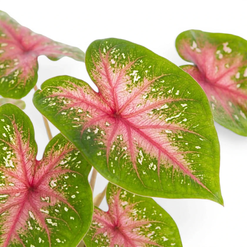 Caladium Casey foliage close-up with pink and green heart-shaped leaves.