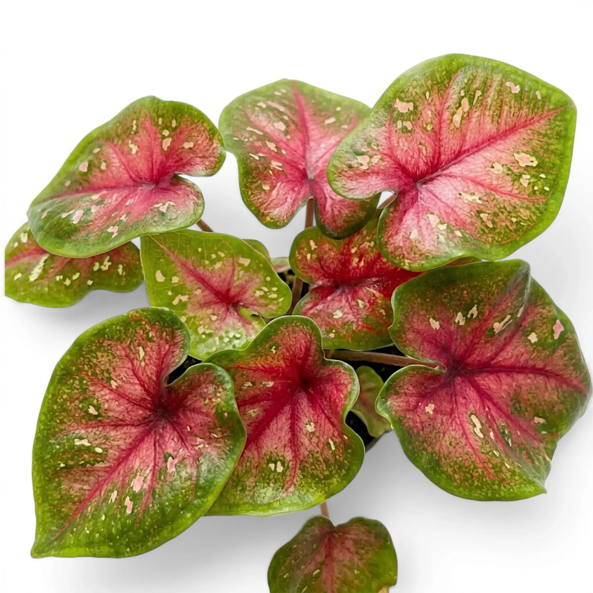 Nahaufnahme der rosa-grünen, herzförmigen Blätter von Caladium Casey.