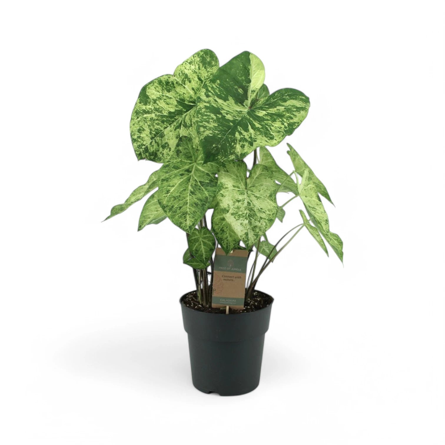 Caladium 'Frog in a Blender' plant photo.