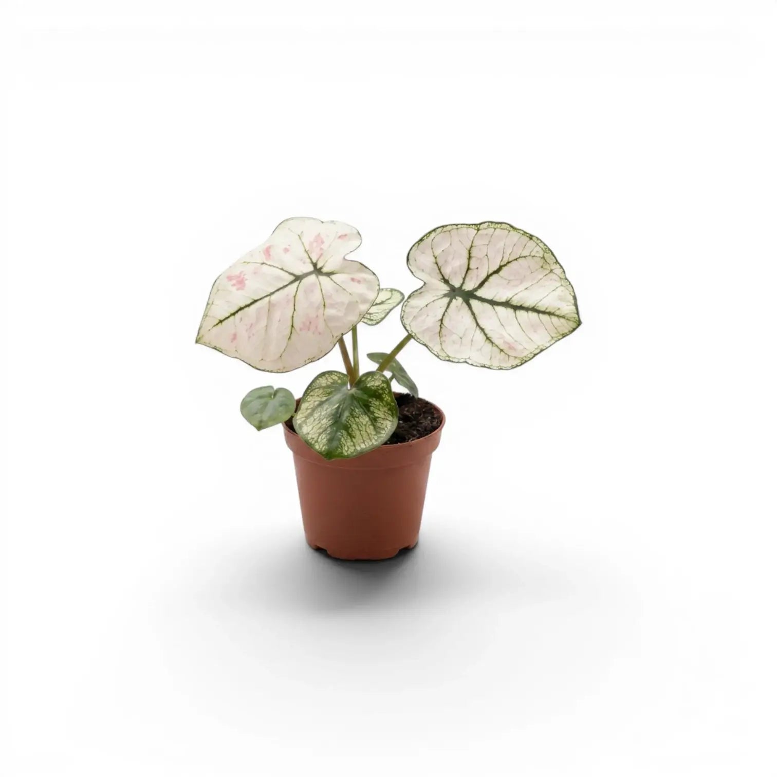 Caladium 'Kelly' im Kulturtopf.