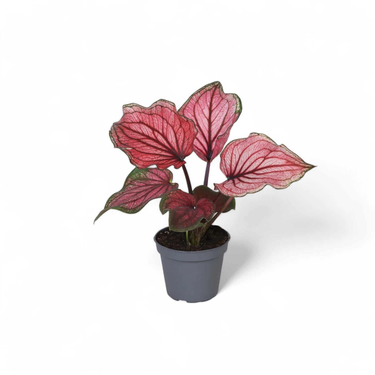 Caladium 'Lucia' potted plant in nursery pot on white background.