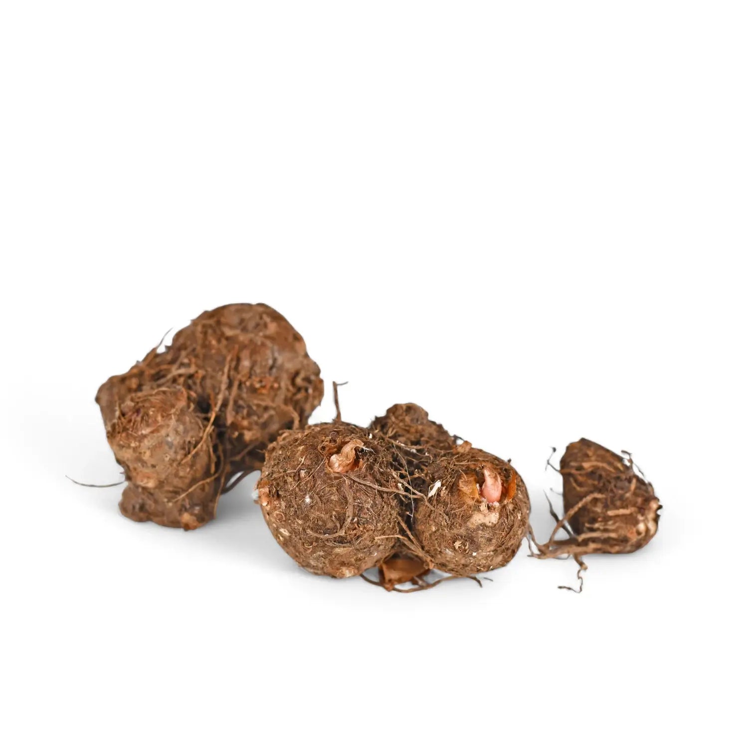 Caladium 'Miss Muffet' plant photo.