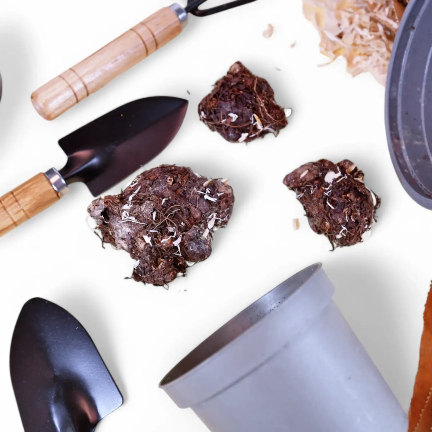 Caladium 'Miss Muffet' plant photo.