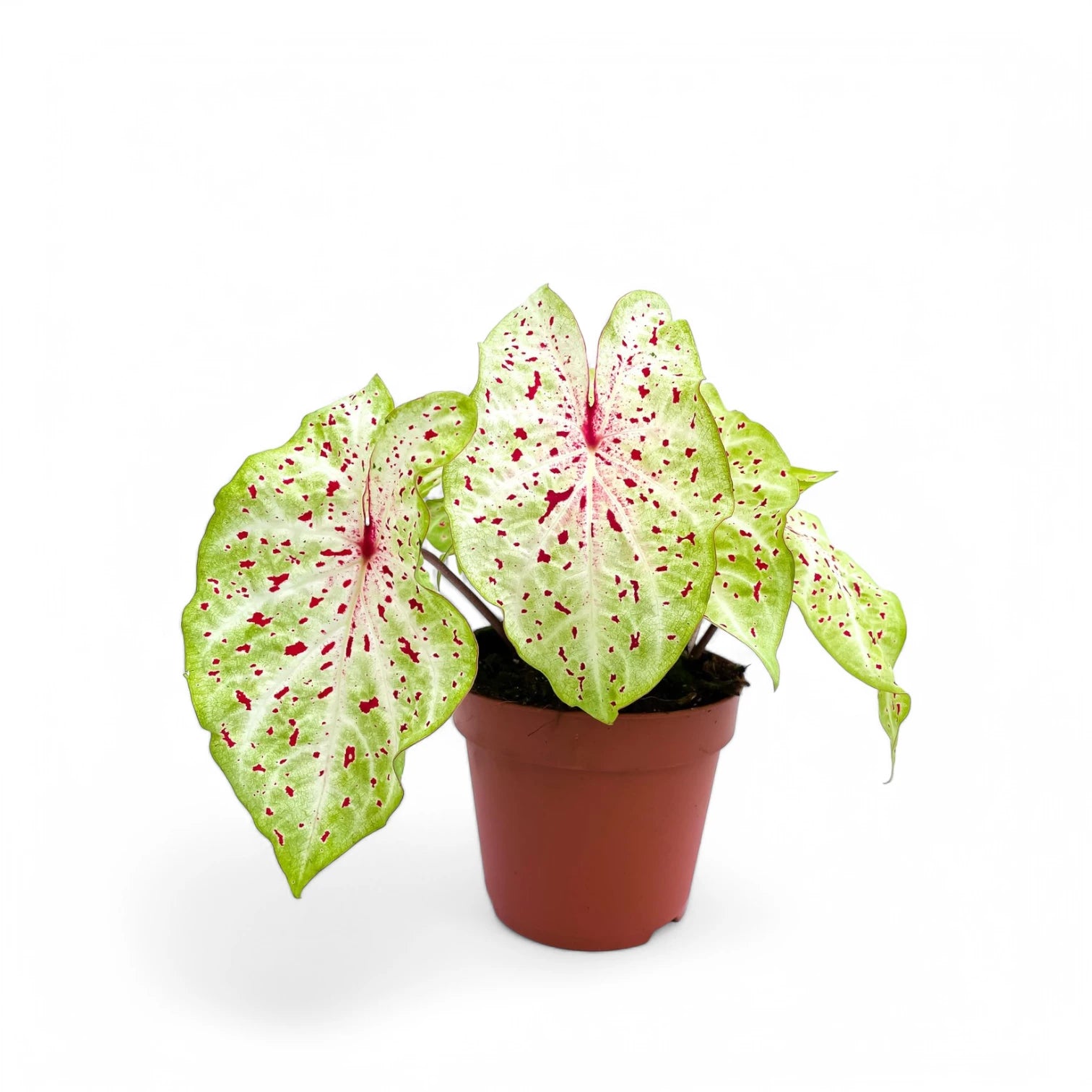 Caladium 'Miss Muffet' plant photo.