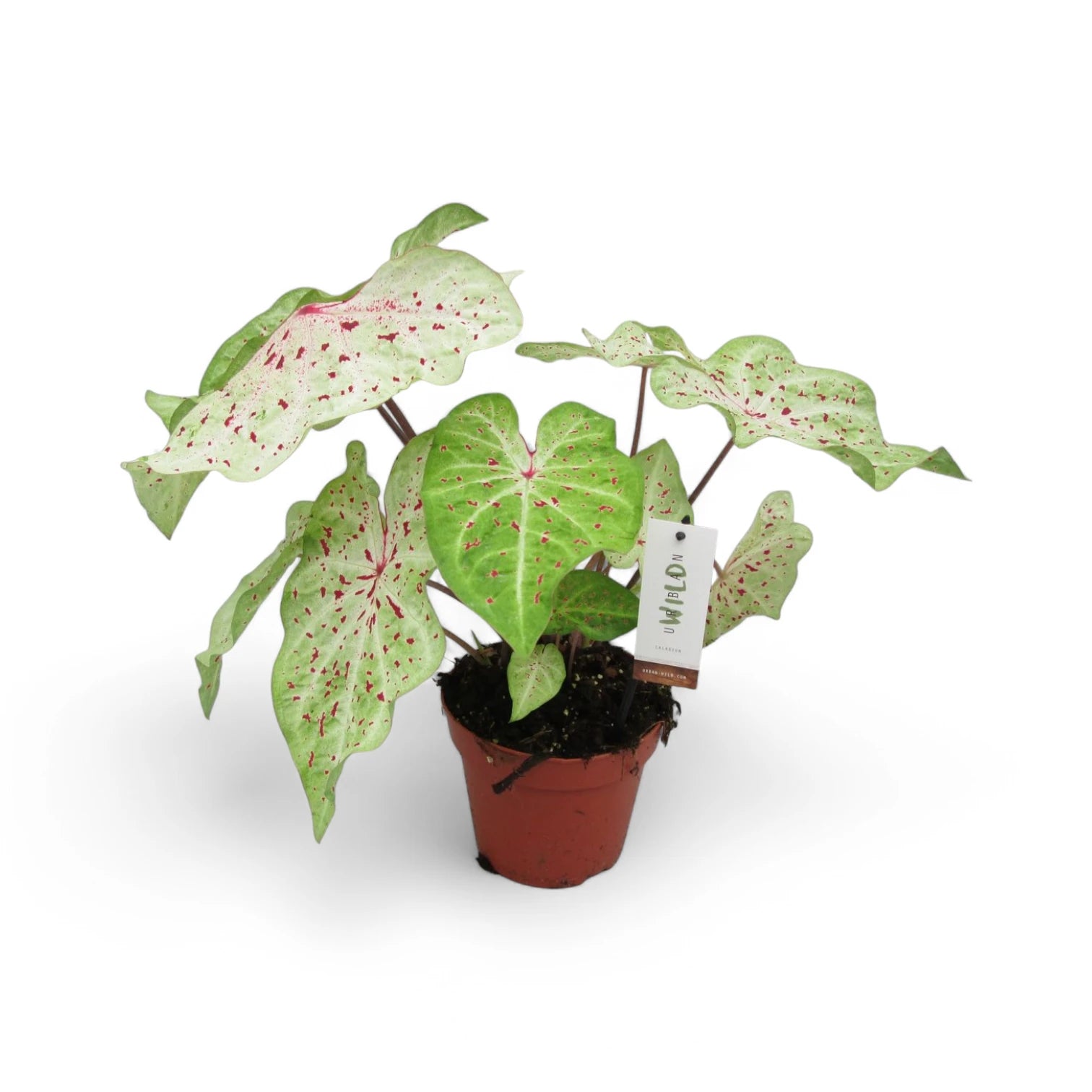 Caladium 'Miss Muffet' plant photo.