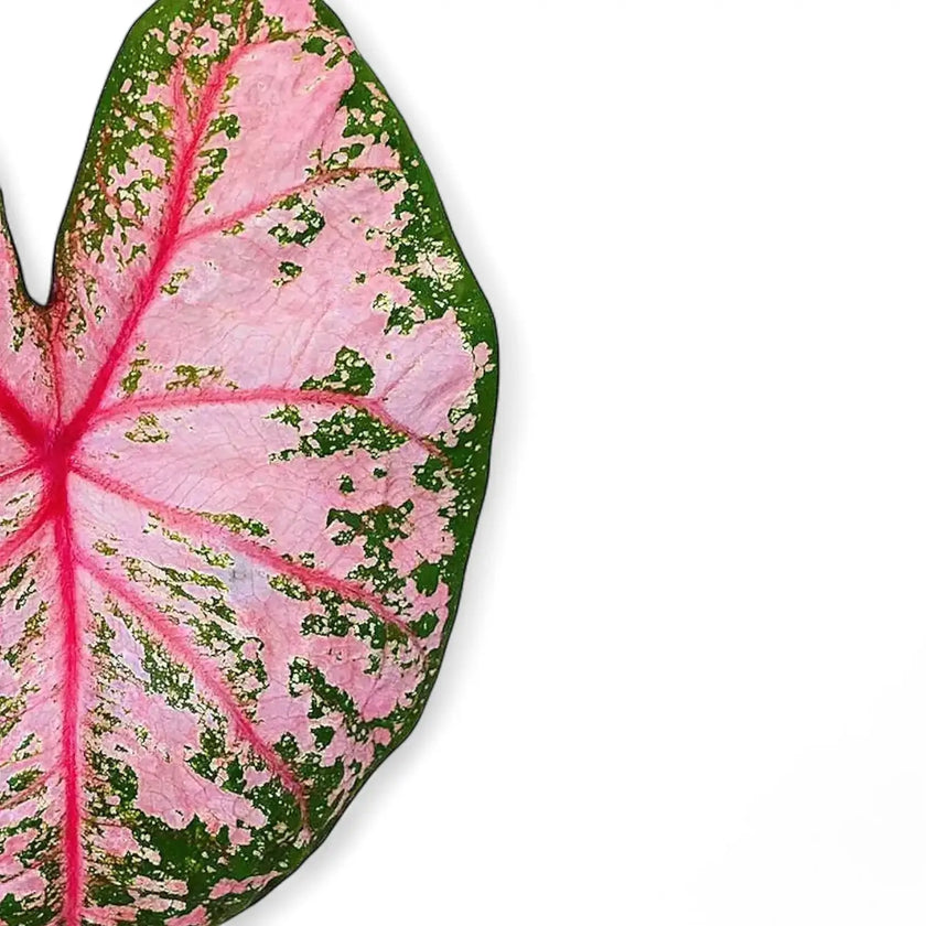 Nahaufnahme eines Blatts von Caladium 'Pink Beauty' vor weißem Hintergrund.