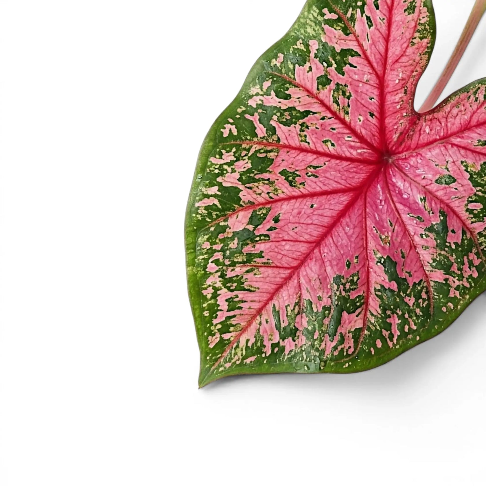Close-up of Caladium 'Pink Beauty' leaves.