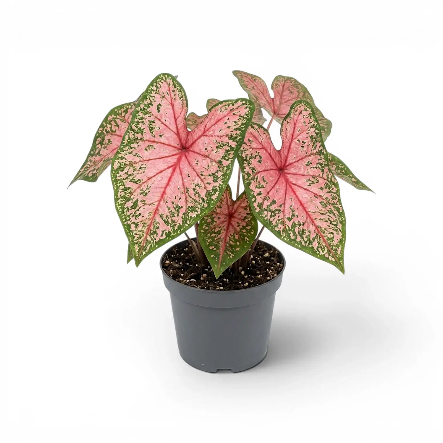 Caladium 'Pink Beauty' plant in a nursery pot.