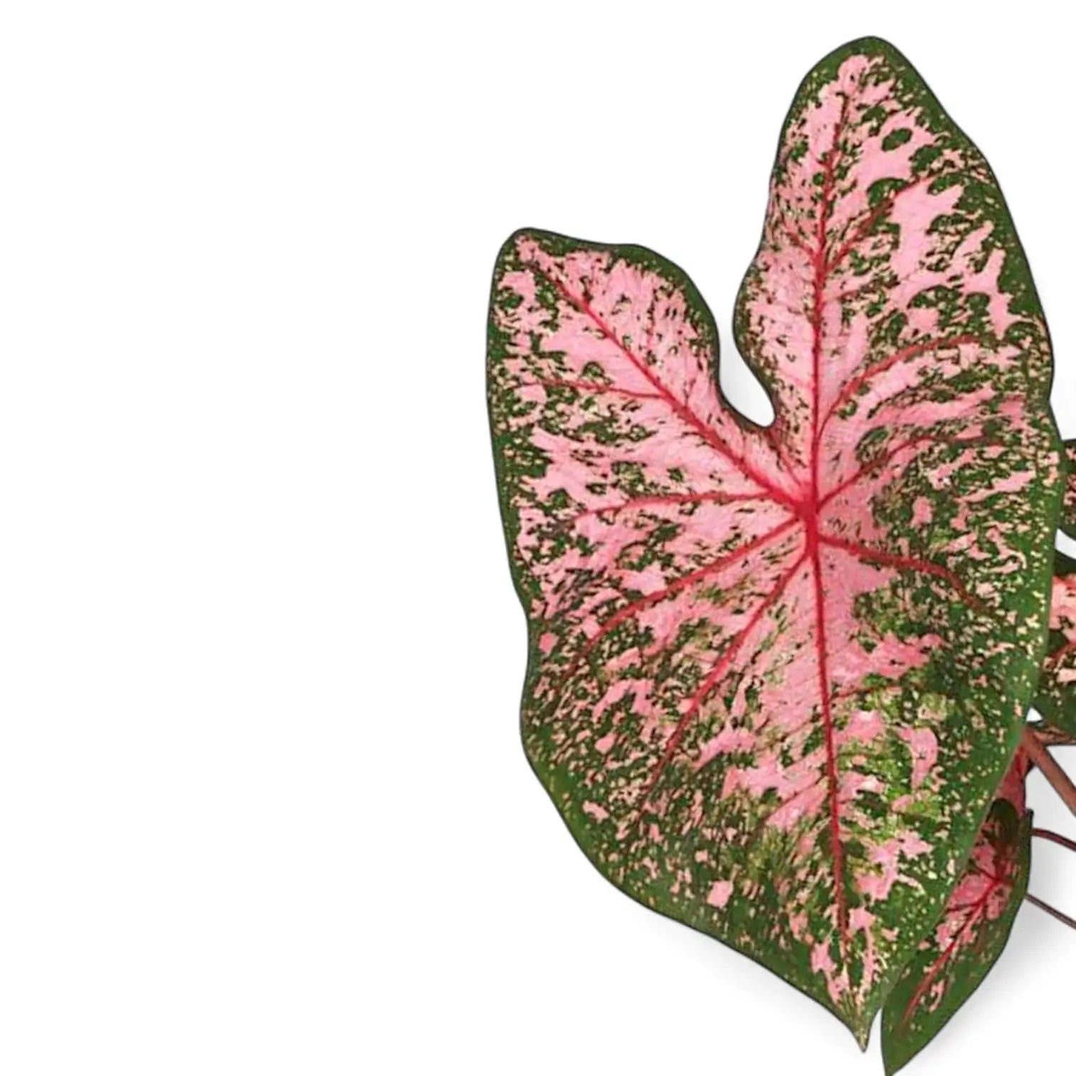 Caladium 'Pink Beauty' plant photo.