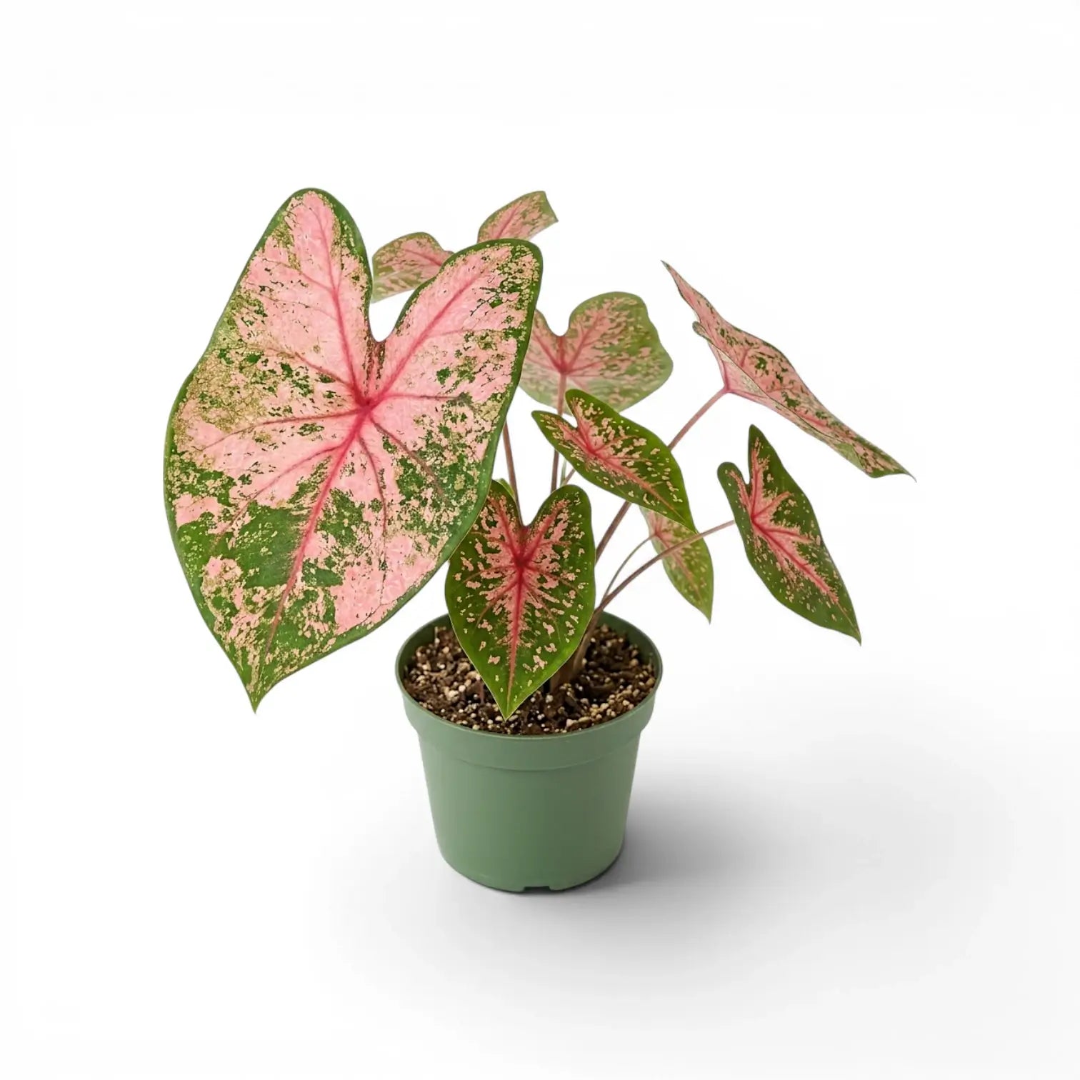 Caladium 'Pink Beauty' plant in a nursery pot.