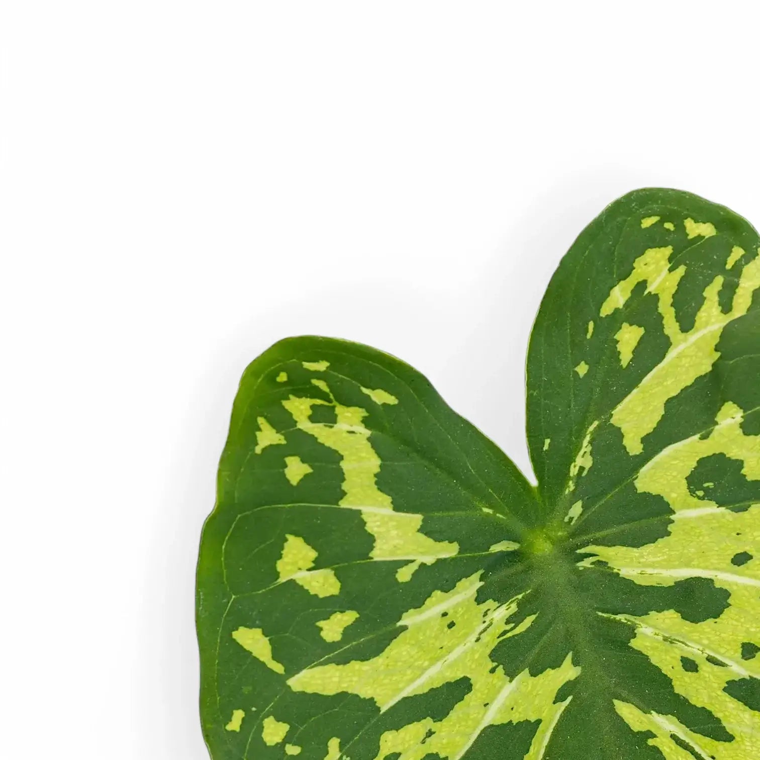 Caladium praetermissum ‘Hilo Beauty’ close-up of leaf on white background.