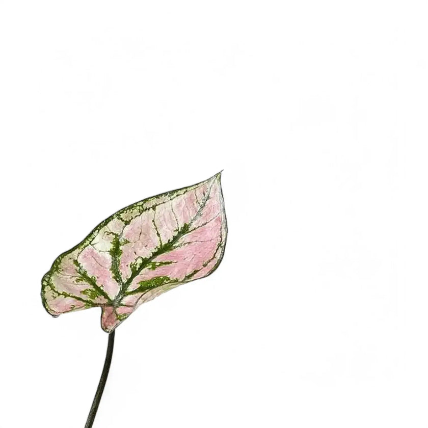 Nahaufnahme eines Blatts von Caladium 'Purple Light' vor weißem Hintergrund.