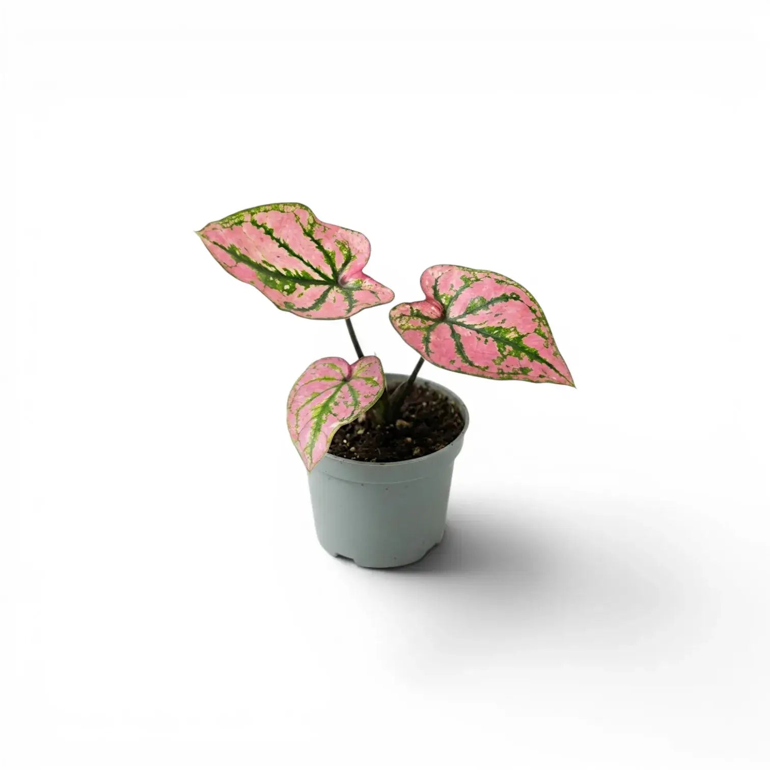 Caladium Purple Light als Baby-Pflanze im Kulturtopf.