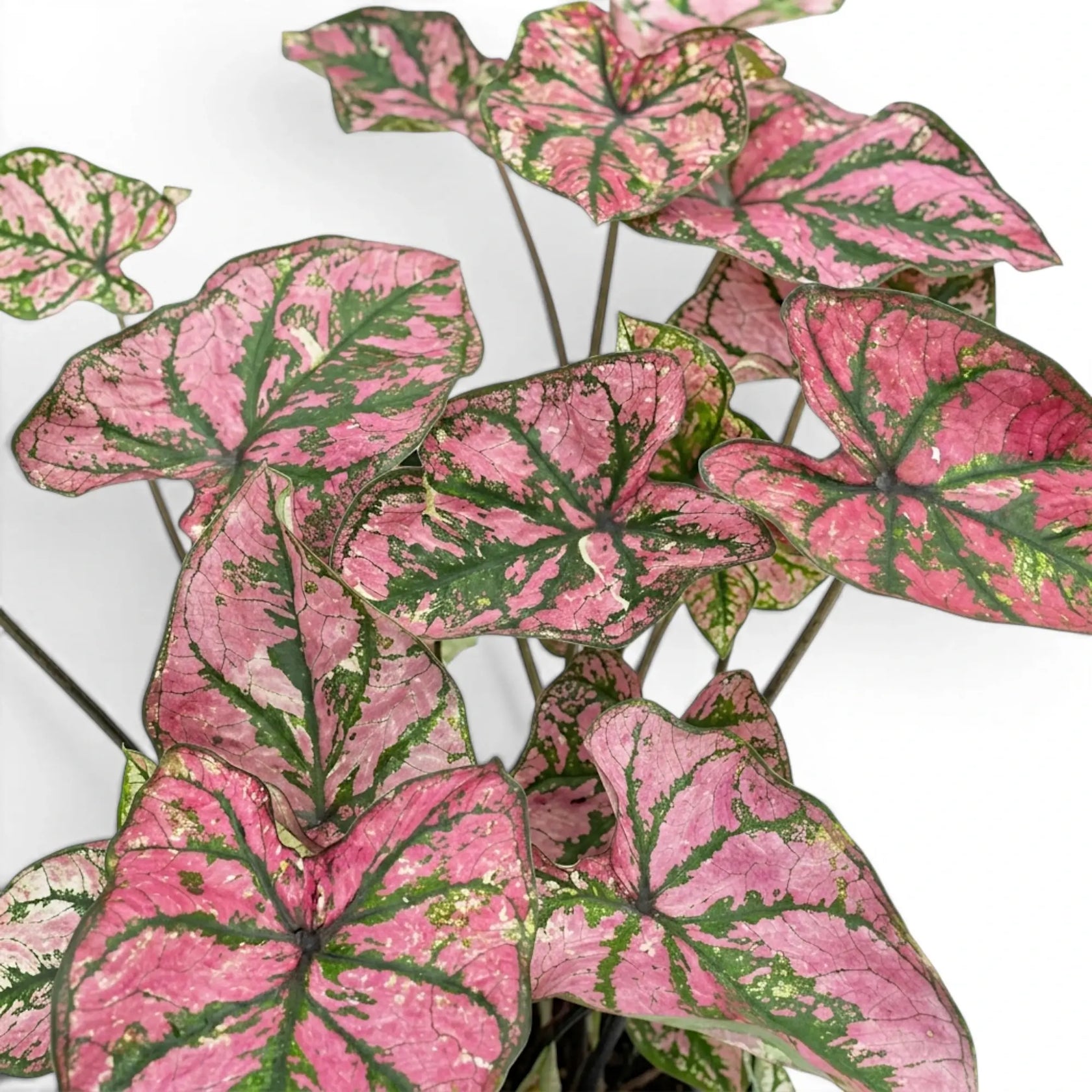 Nahaufnahme der Blätter von Caladium Purple Light mit rosa-grüner Zeichnung.