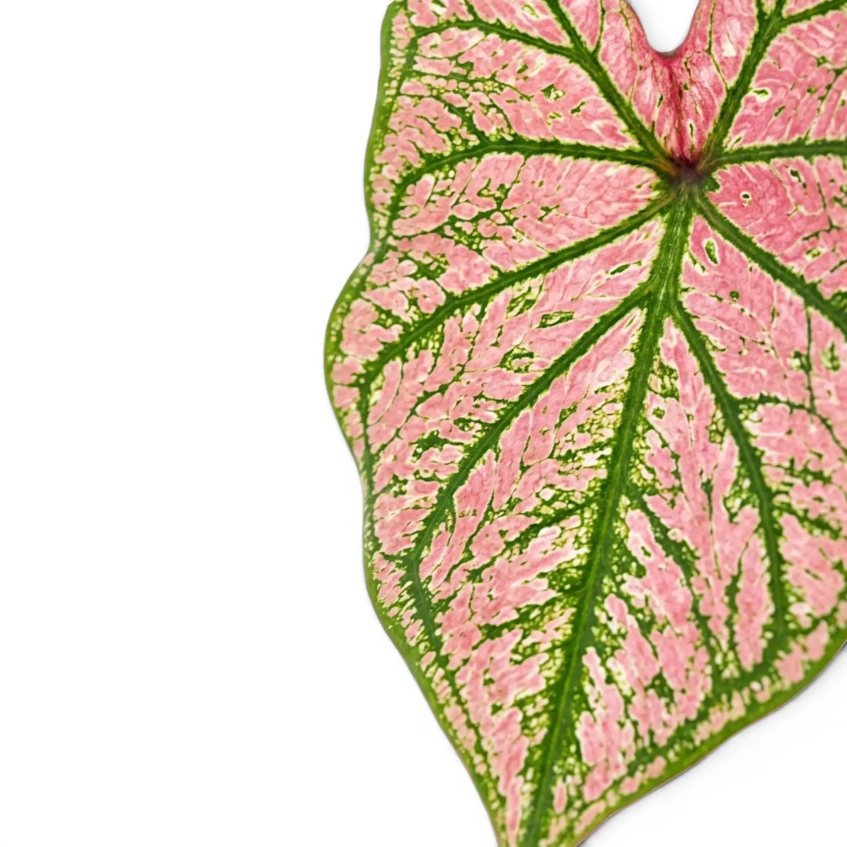 Nahaufnahme der Blätter von Caladium Purple Light mit rosa-grüner Zeichnung.