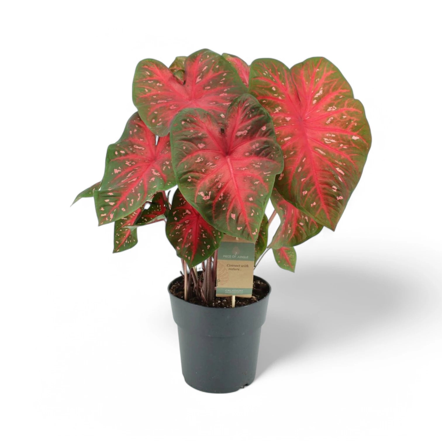 Caladium 'Red Flash' plant photo.